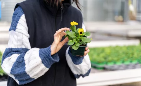 Plants horticulture chateau des vaux